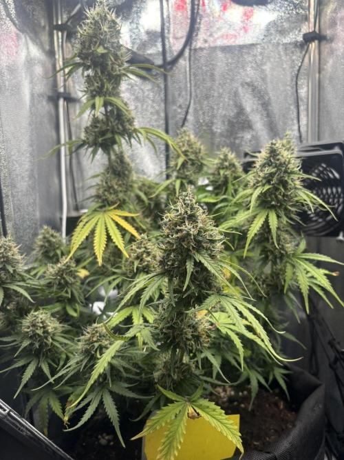 Spring Amnesia Haze. Week 10