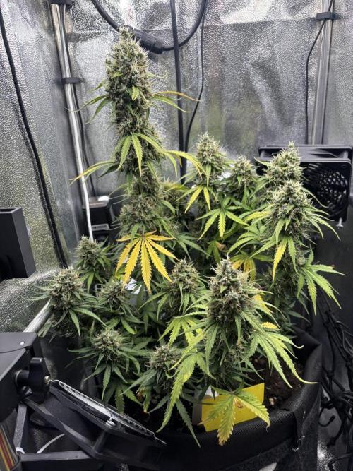 Spring Amnesia Haze. Week 10
