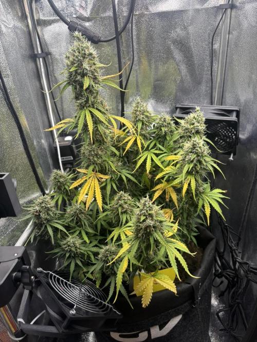 Spring Amnesia Haze. Week 10