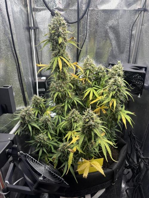 Spring Amnesia Haze. Week 11