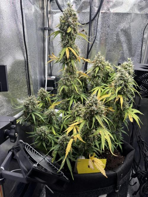 Spring Amnesia Haze. Week 11