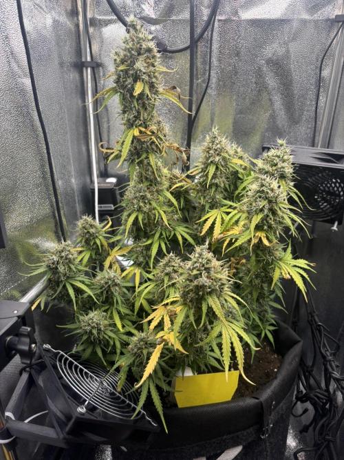 Spring Amnesia Haze. Week 11