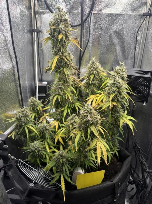 Spring Amnesia Haze. Week 11