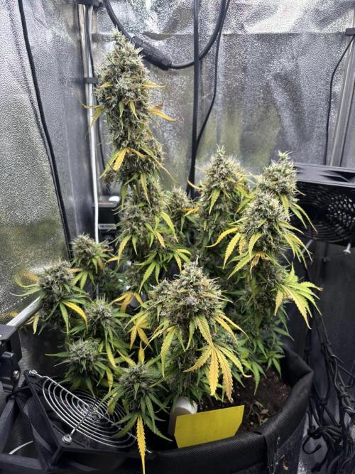 Spring Amnesia Haze. Week 11