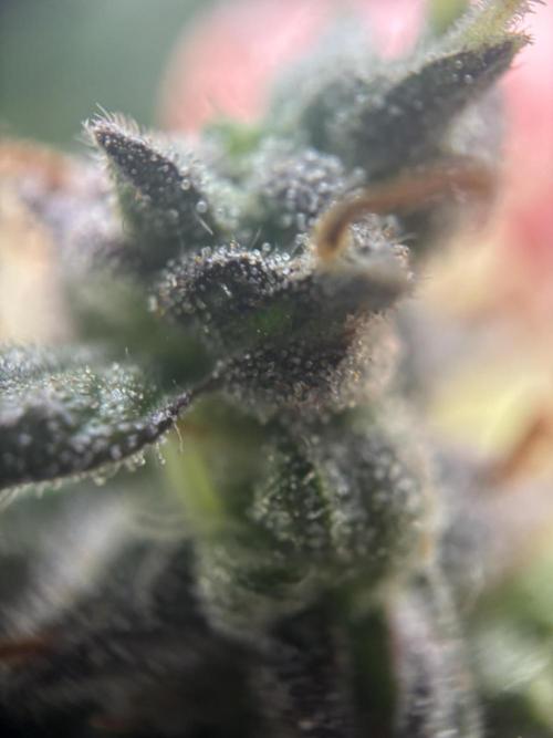 Spring Amnesia Haze. Week 11