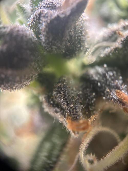 Spring Amnesia Haze. Week 11