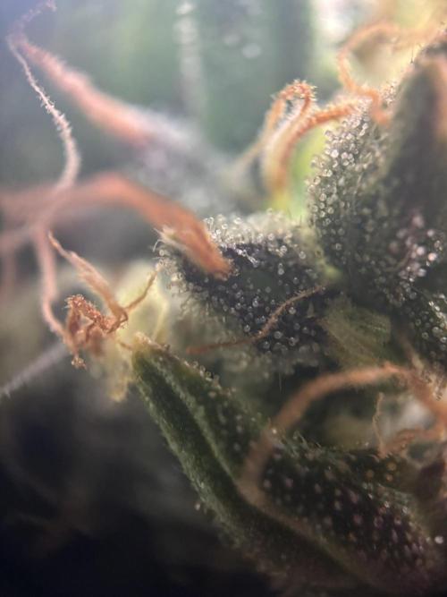 Spring Amnesia Haze. Week 11