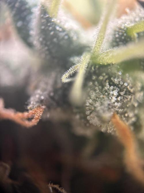Spring Amnesia Haze. Week 11