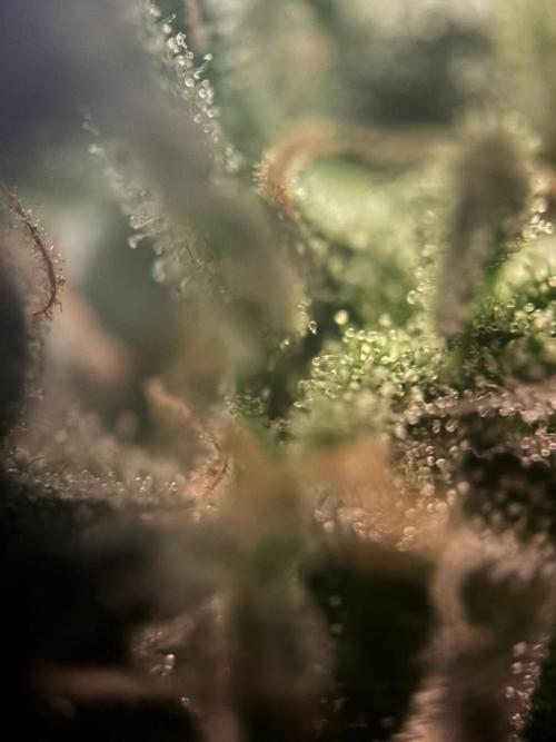Spring Amnesia Haze. Week 11