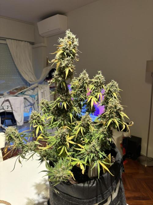 Spring Amnesia Haze. Week 11