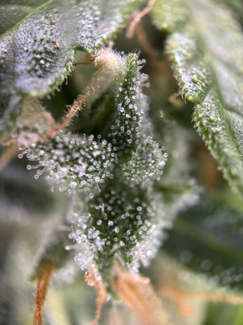 Spring Amnesia Haze. Week 11