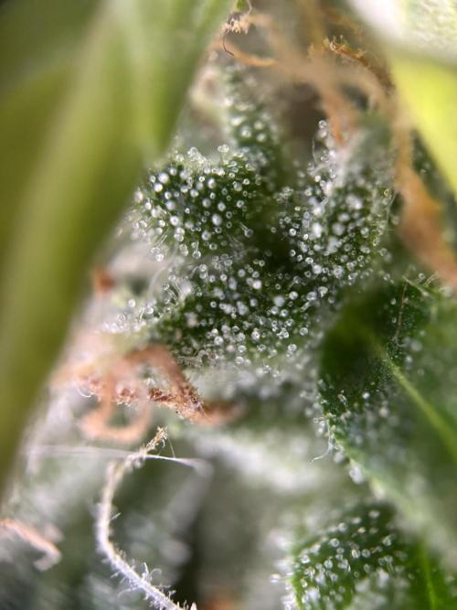 Spring Amnesia Haze. Week 11