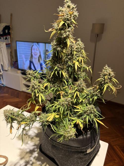 Spring Amnesia Haze. Week 11