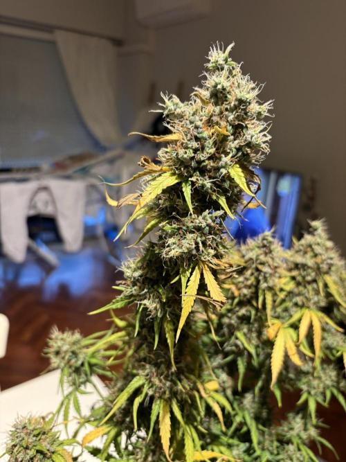 Spring Amnesia Haze. Week 11