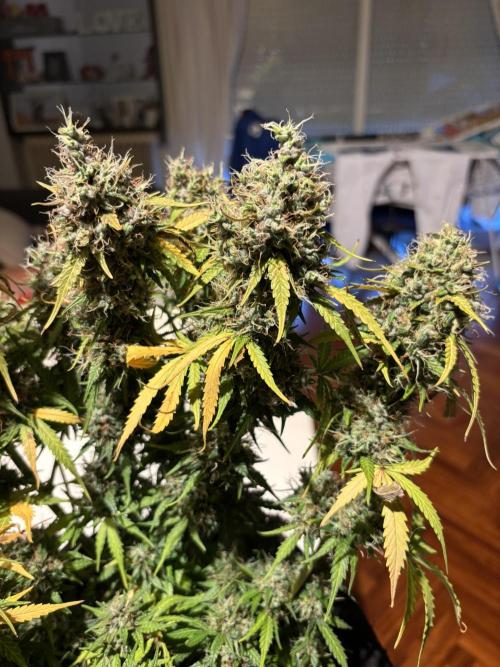 Spring Amnesia Haze. Week 11