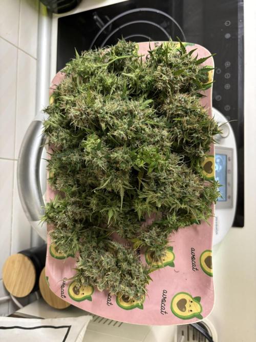 Spring Amnesia Haze. Week 11