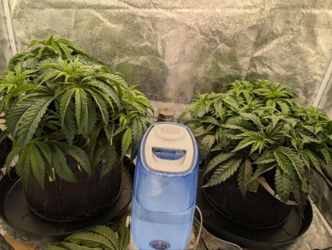 Gorilla Super Glue - SSSC. Week 6 - last day of vegetative phase