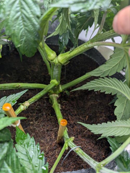 Gorilla Super Glue - SSSC. Week 6 - left plant