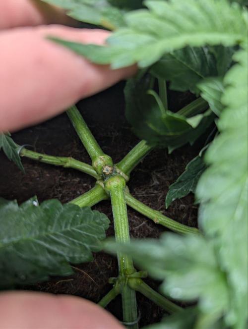 Gorilla Super Glue - SSSC. Week 6 - right plant