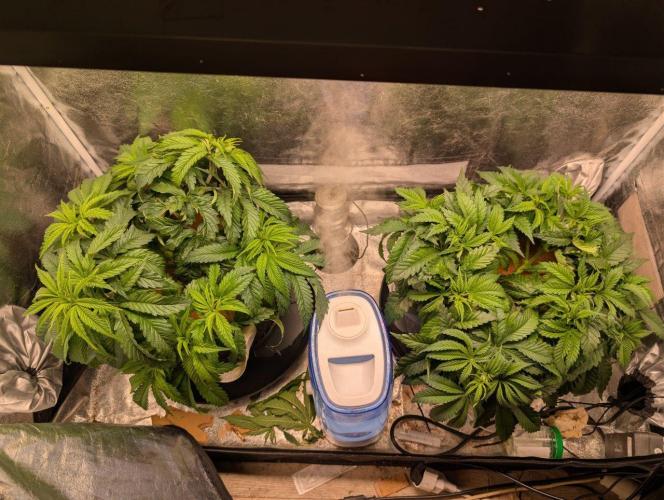 Gorilla Super Glue - SSSC. Week 7 - Day 1 Bloom

The plants were trimmed before the light was set to a 12/12 cycle.