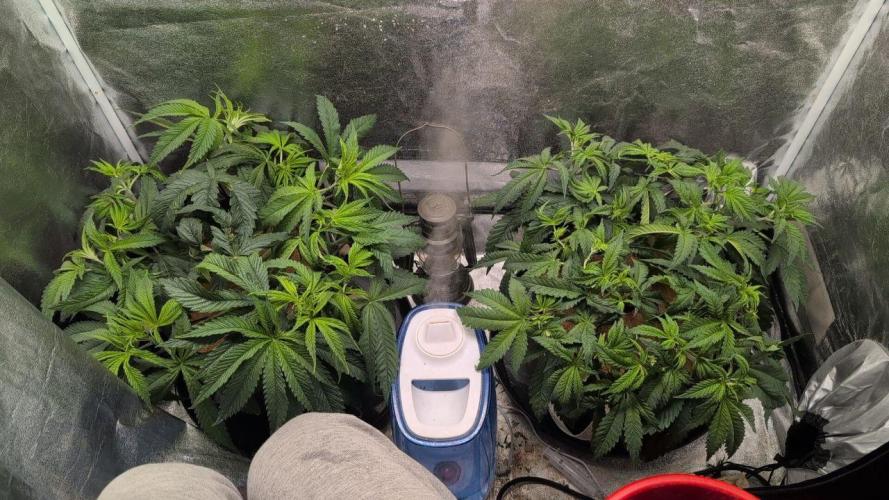 Gorilla Super Glue - SSSC. Week 7 - Day 3 Bloom

The plants were trimmed again and inner leaves were removed.