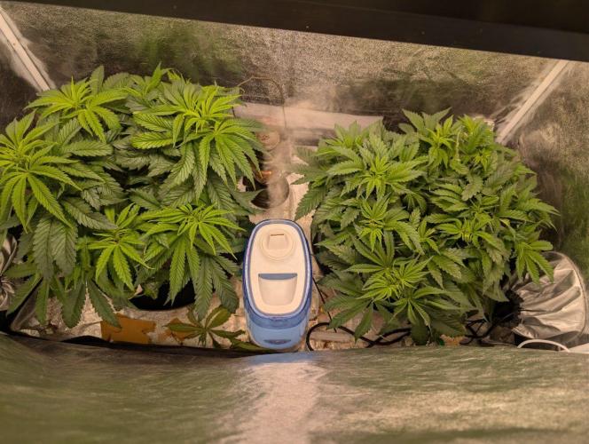 Gorilla Super Glue - SSSC. Week 7 - Day 3 Bloom

Ascofol has been reduced. The leaves are growing too quickly.