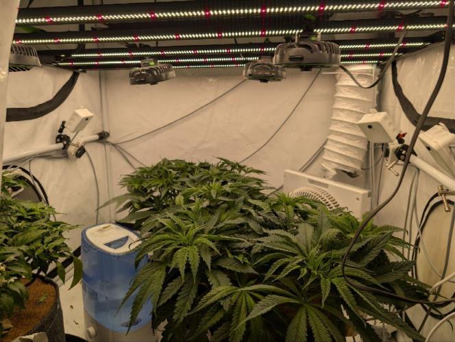 Gorilla Super Glue - SSSC. Week 7 - Day 4 Bloom # 6