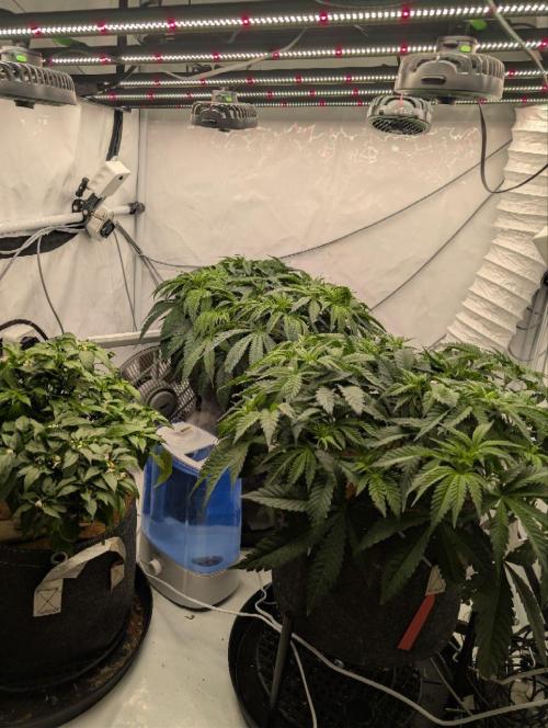 Gorilla Super Glue - SSSC. Week 7 - Day 5 Bloom # 7