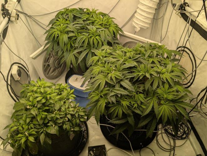 Gorilla Super Glue - SSSC. Week 7 - Day 6 Bloom #9