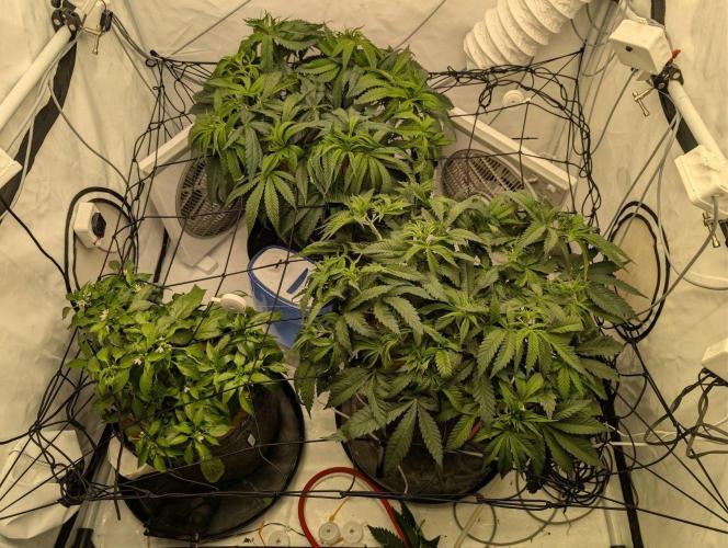 Gorilla Super Glue - SSSC. Week 7 - Day 6 Bloom #10