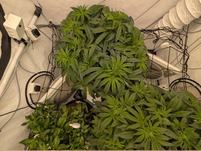 Gorilla Super Glue - SSSC. Week 8 - Day 8 Bloom # 2