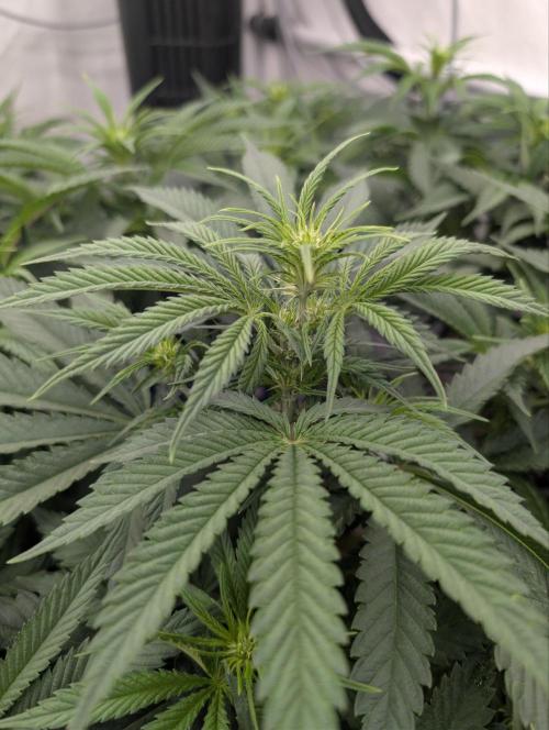 Gorilla Super Glue - SSSC. Week 9 - Day 19 Bloom # 4