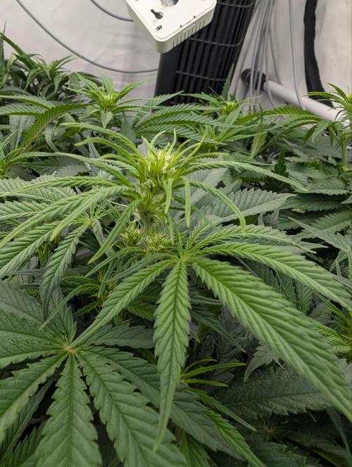 Gorilla Super Glue - SSSC. Week 9 - Day 20 Bloom # 6