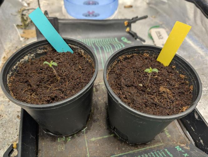 Blue Zushi & Frozen Biscotti. Week 0 - Day 2 Veg. # 2