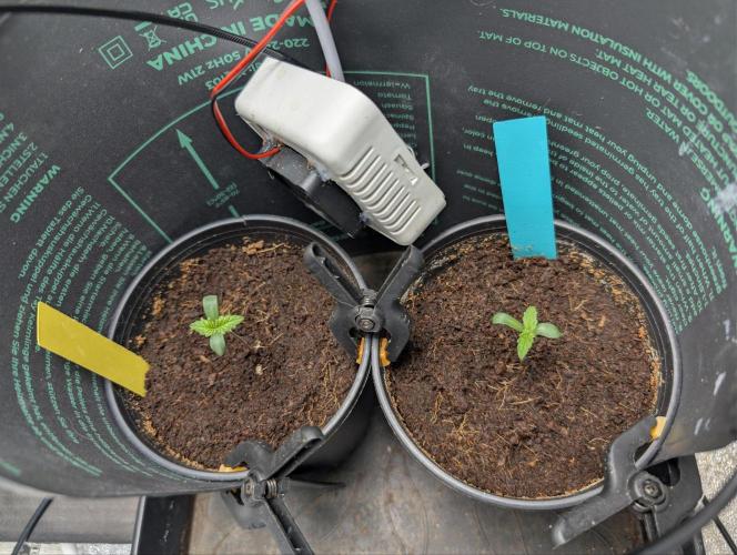 Blue Zushi & Frozen Biscotti. Week 0 - Day 3 Veg. # 3