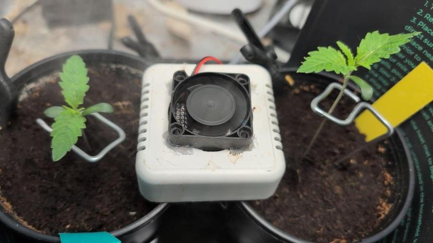 Blue Zushi & Frozen Biscotti. Week 0 - Day 5 Veg. # 4