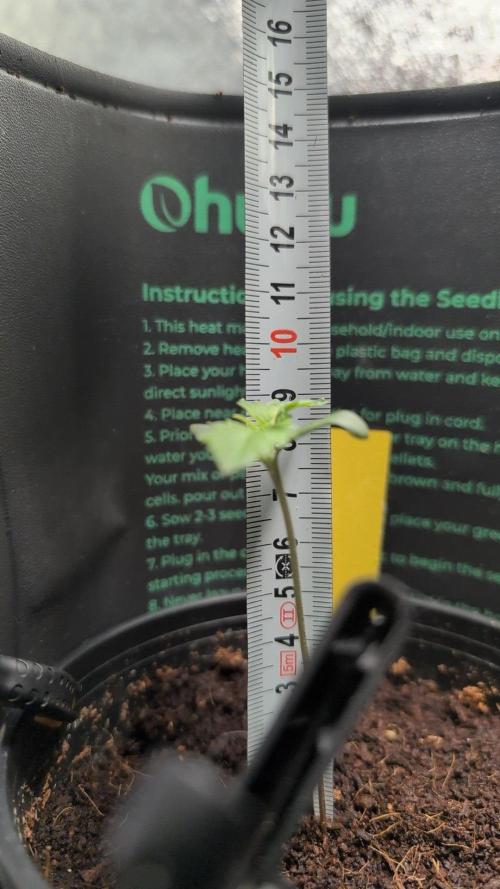 Blue Zushi & Frozen Biscotti. Week 0 - Day 5 Veg. # 5