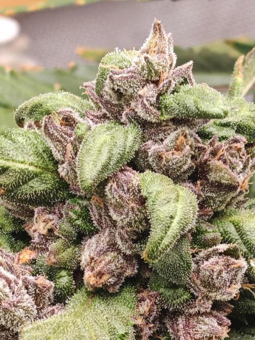 PINEAPPLE RUNTZ AUTO. Week 8