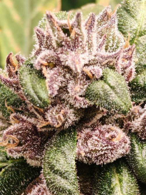 PINEAPPLE RUNTZ AUTO. Week 8