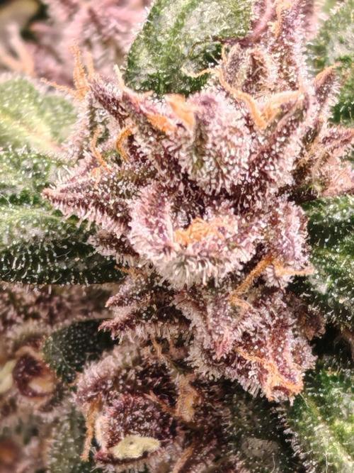 PINEAPPLE RUNTZ AUTO. Week 8