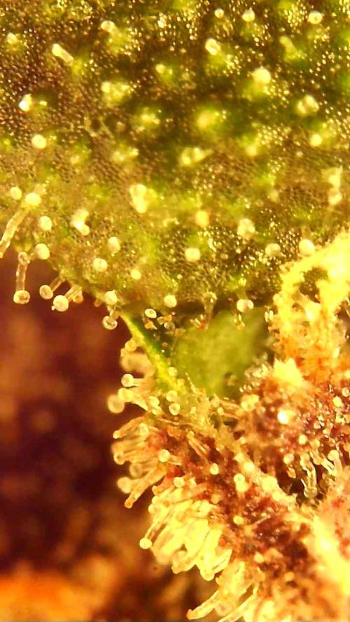 PINEAPPLE RUNTZ AUTO. Week 8