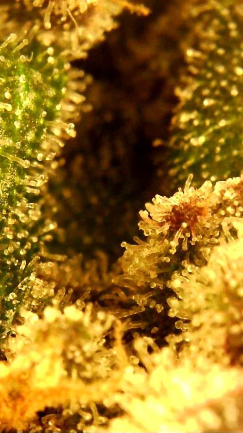 PINEAPPLE RUNTZ AUTO. Week 8