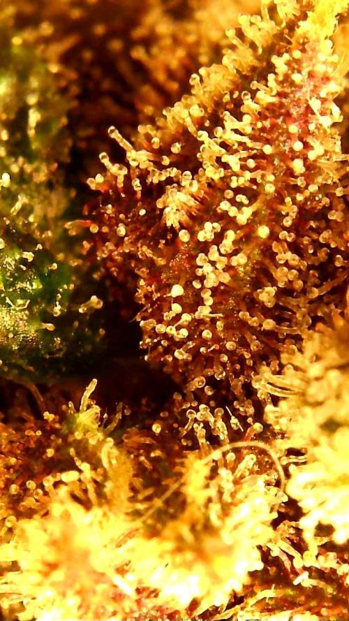 PINEAPPLE RUNTZ AUTO. Week 8