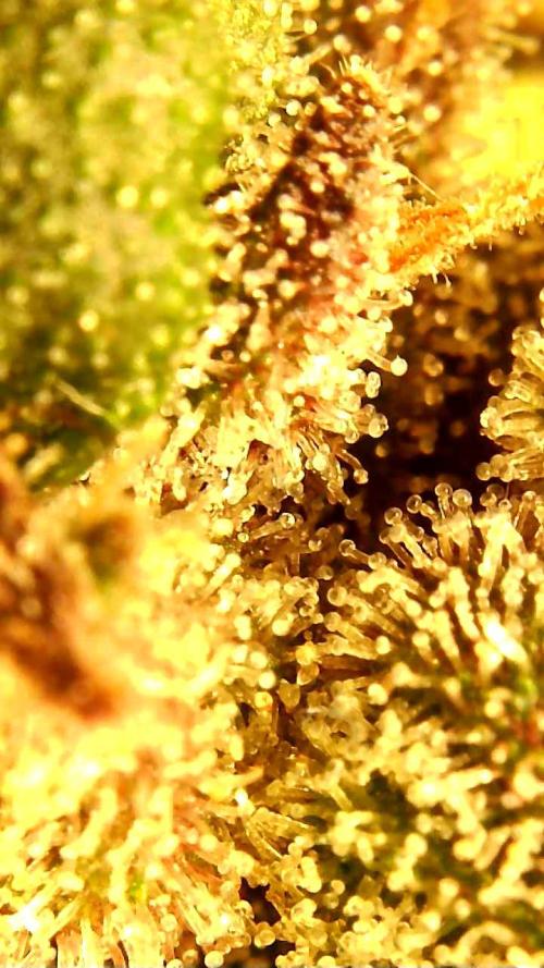 PINEAPPLE RUNTZ AUTO. Week 8