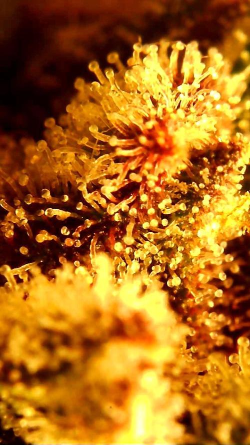 PINEAPPLE RUNTZ AUTO. Week 8