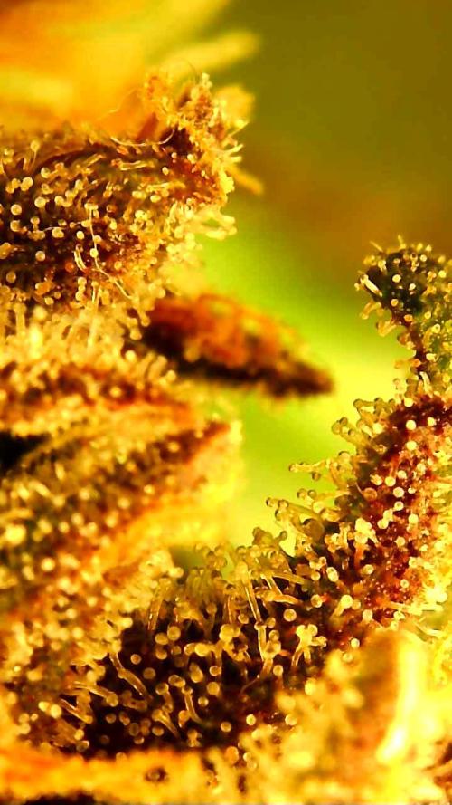 PINEAPPLE RUNTZ AUTO. Week 8