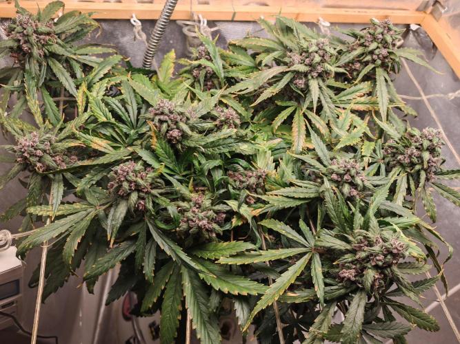 PINEAPPLE RUNTZ AUTO. Week 8