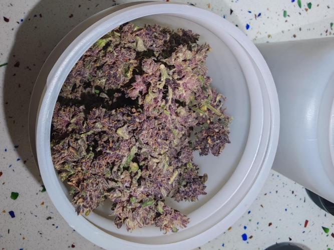 PINEAPPLE RUNTZ AUTO. Week 9