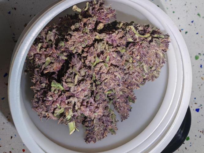 PINEAPPLE RUNTZ AUTO. Week 9