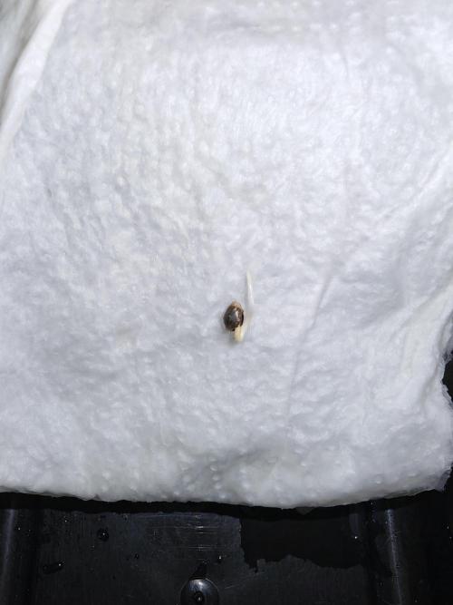 Strawberry gorilla auto. Week 0